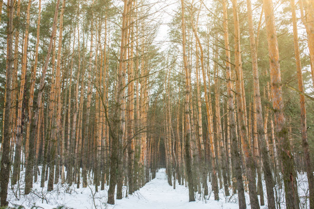 冬天的照片与松树的树林。来自云杉森林的自然图像。下雪的天气。图片下载
