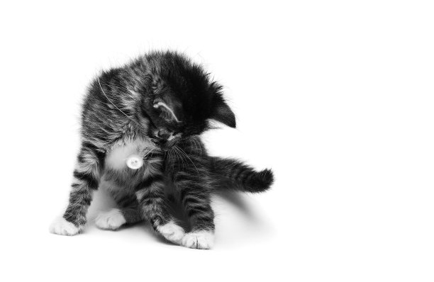 小灰色毛绒绒的小猫玩一个按钮上的字符串孤立的白色背景与文字空间，黑白照片图片下载