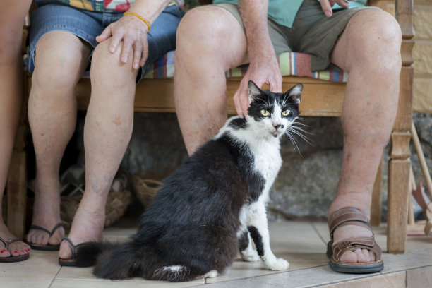 一名男子抚摸着一只看着摄像机的花斑猫图片下载