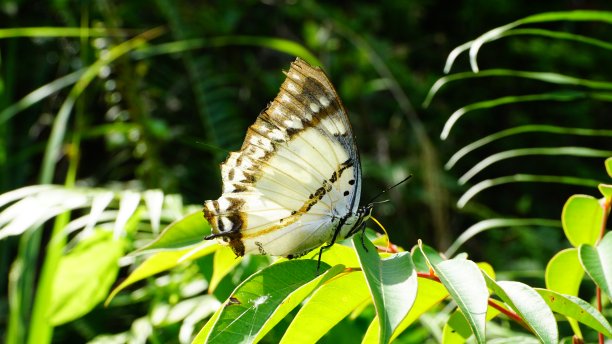 蝴蝶、蜻蜓、毛毛虫特写图片下载