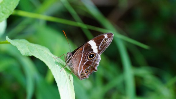 蝴蝶、蜻蜓、毛毛虫特写图片下载