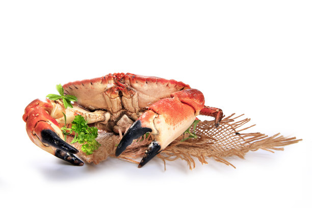 白底上的红蟹图片下载