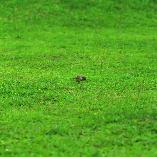 破碎之上的麻雀图片下载