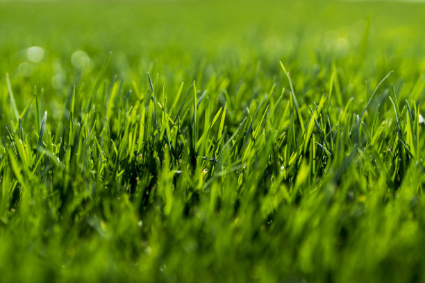 绿草纹理背景图片下载