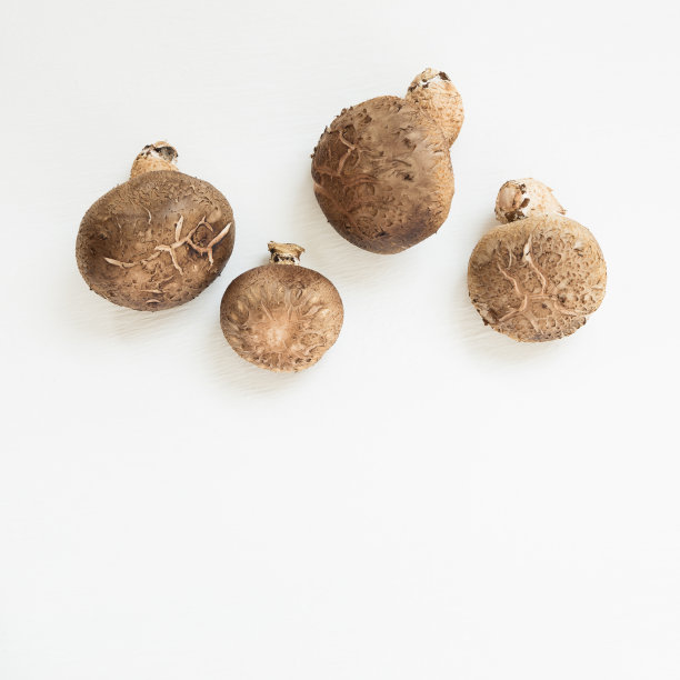 鲜蘑菇孤立在白色背景图片下载