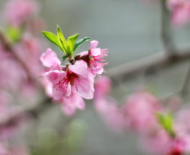 一朵孤立的粉红色花图片下载