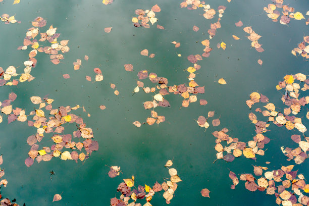 水面上枯黄的叶子图片下载