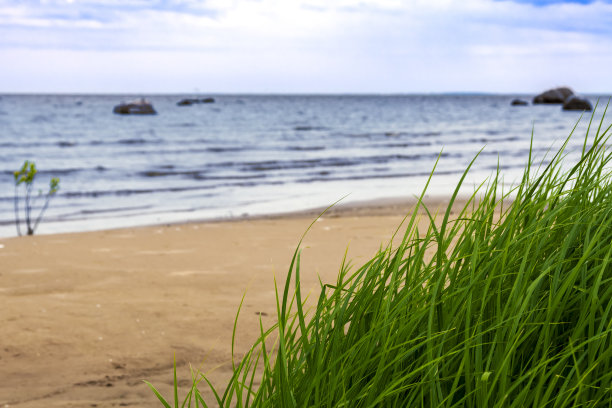 绿草映衬着海岸图片下载