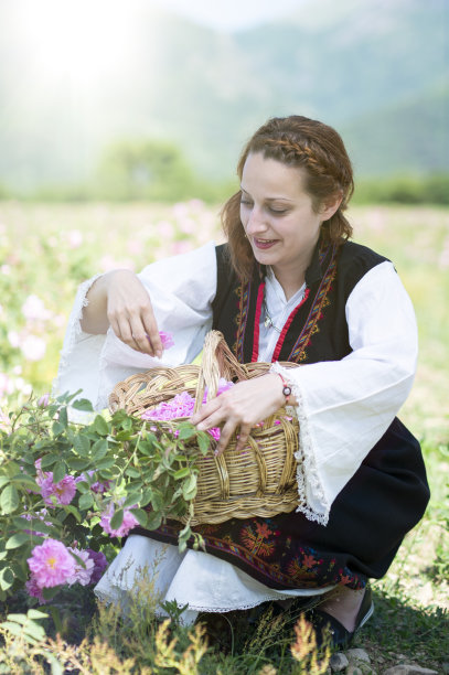 玫瑰收获。传统玫瑰精油节图片下载