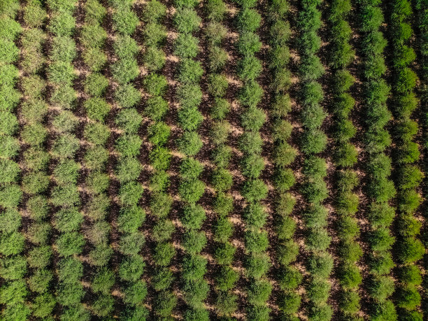 加利福尼亚北部的杏仁树林图片下载