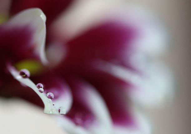 我最喜欢的图片下载