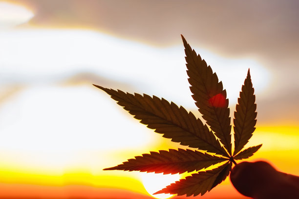 大麻叶，背景图片。大麻植物和大麻日出的主题照片。优质产品CBD -大麻二酚。模糊的背景与复制空间图片下载