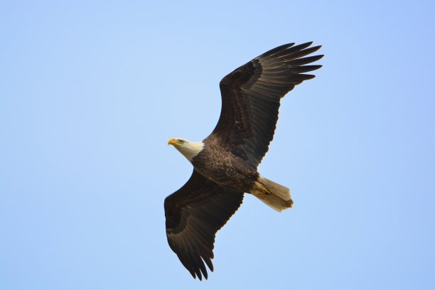 美国秃鹰图片下载