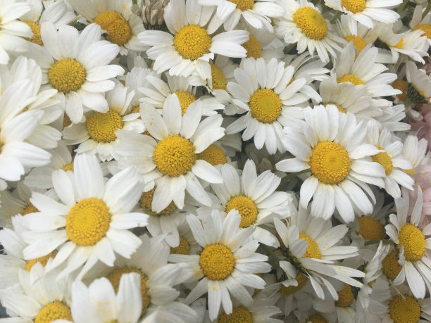 花甘菊风信子紫紫罗兰i图片下载