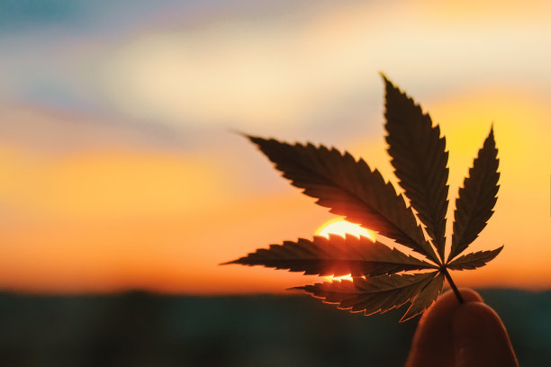 大麻叶，背景图片。大麻植物和大麻日出的主题照片。优质产品CBD -大麻二酚。模糊的背景与复制空间图片下载