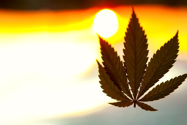 大麻叶，背景图片。大麻植物和大麻日出的主题照片。优质产品CBD -大麻二酚。模糊的背景与复制空间图片下载