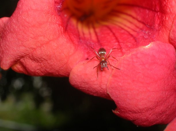 一只蚂蚁在漫步图片下载