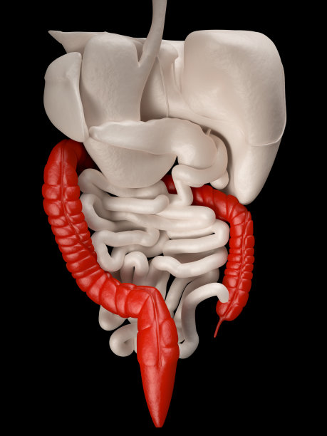 大肠后视图图片下载
