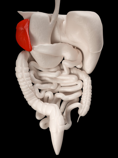 脾脏后视图图片下载