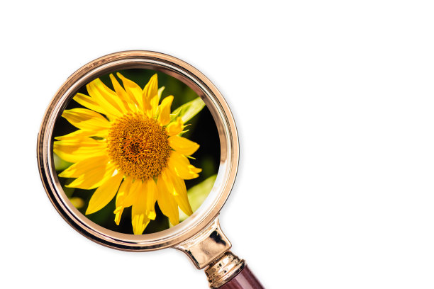 放大镜里的向日葵。农业的概念和质量控制图片下载