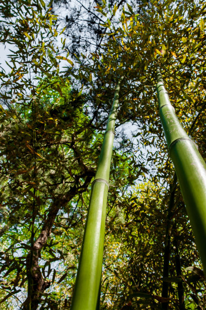 竹林素材图片