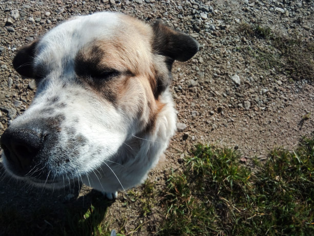 中亚牧羊犬图片下载