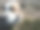 中亚牧羊犬图片下载