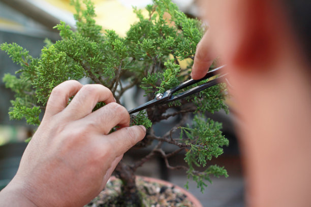 盆景修剪手工配件线和剪刀盆景工具。图片下载