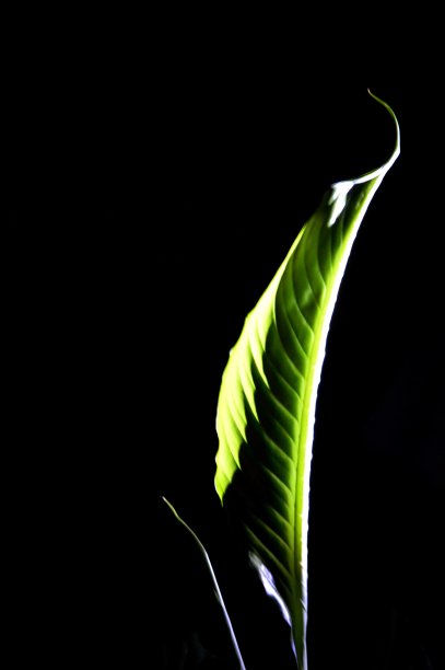 年轻的绿叶图片下载