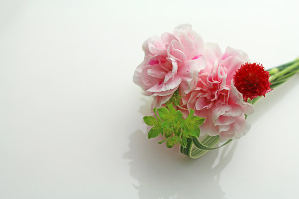 粉红色的康乃馨花在白色背景上图片下载