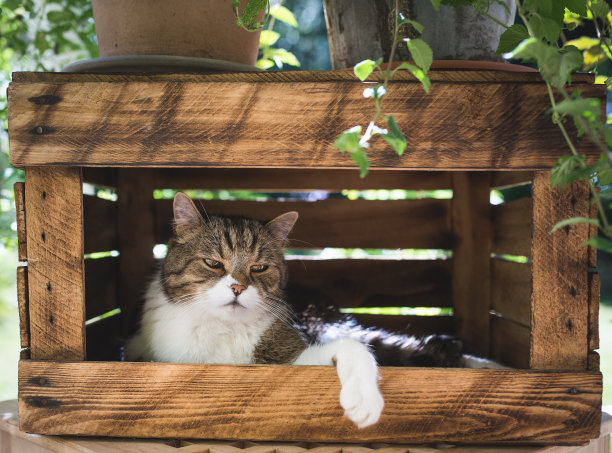 猫在水果箱里休息图片下载