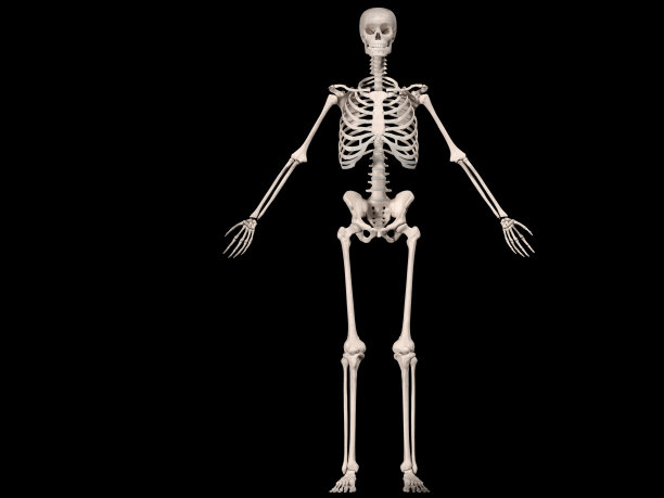 人体骨骼正面图图片下载
