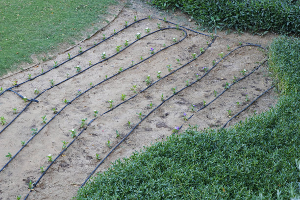 使用浇水软管进行花园鲜花种植图片下载