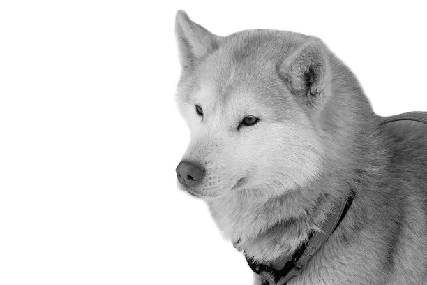 孤立的哈士奇肖像。图片下载