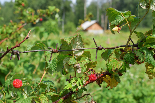 新鲜的红覆盆子在长凳上与铁丝网在花园里图片下载