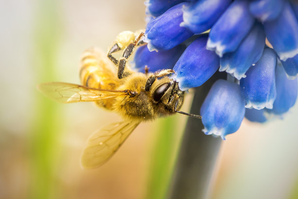 采花粉的蜜蜂图片下载