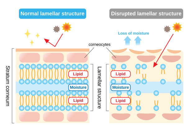 角质层结构和层状结构，对皮肤屏障功能起保护作用。美容护肤理念图片下载
