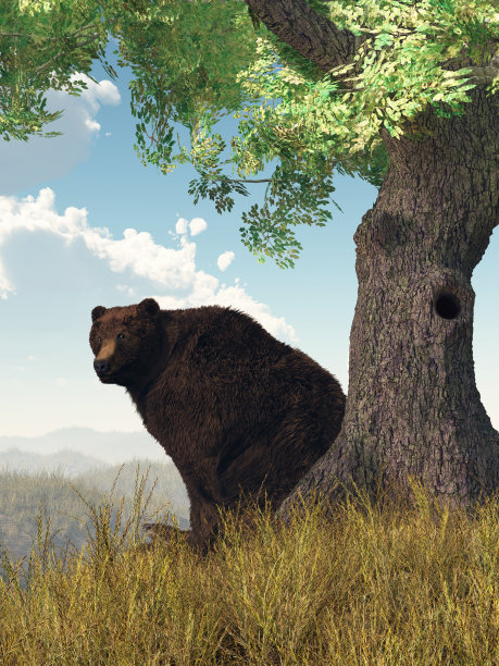 坐在熊图片下载