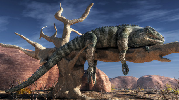 懒惰的蜥蜴图片下载