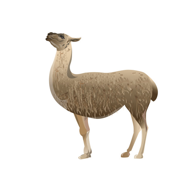 骆驼站着，侧视图。素材图片