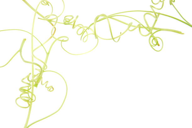 青南瓜藤旋涡图片下载