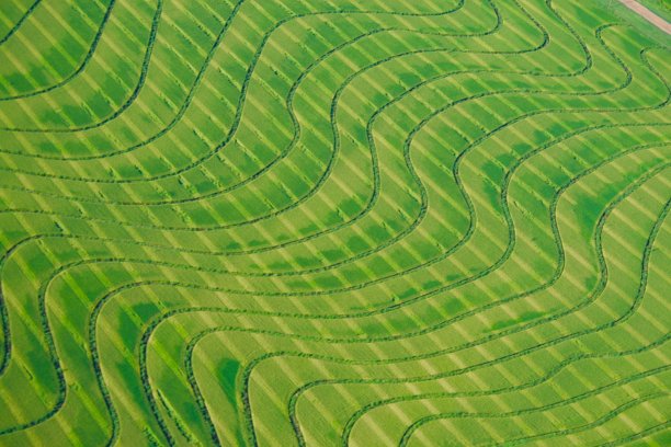 南方稻田图片下载