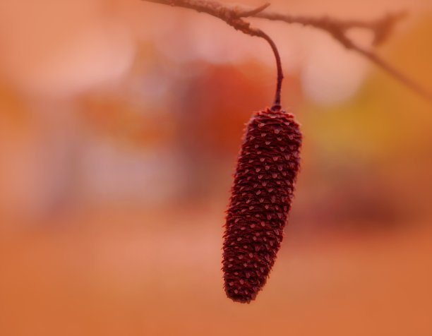 孤独-美丽的白桦树的果实挂在一个柔软的秋天颜色的背景图片下载