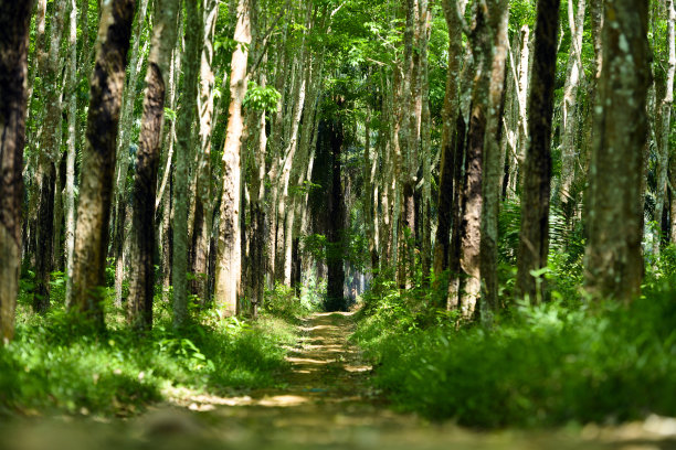在泰国，一条小路穿过一片绿色的橡胶树(巴西橡胶树)，景色令人惊叹。图片下载