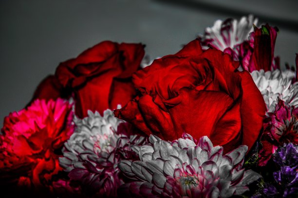 黑色和白色与颜色飞溅玫瑰和春天的花图片下载