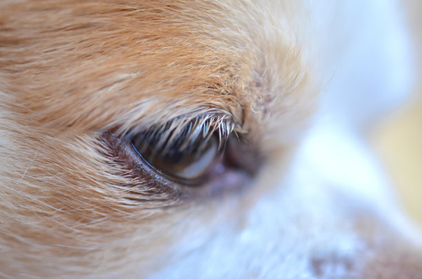 狗的眼睛近了图片下载