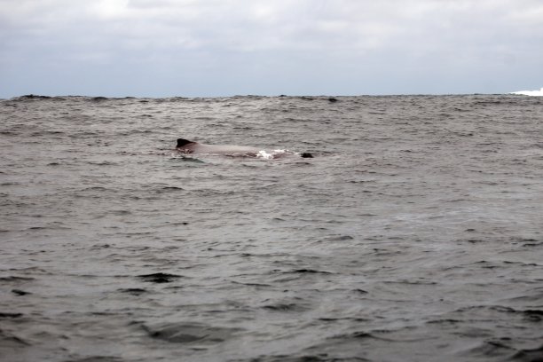 座头鲸图片下载