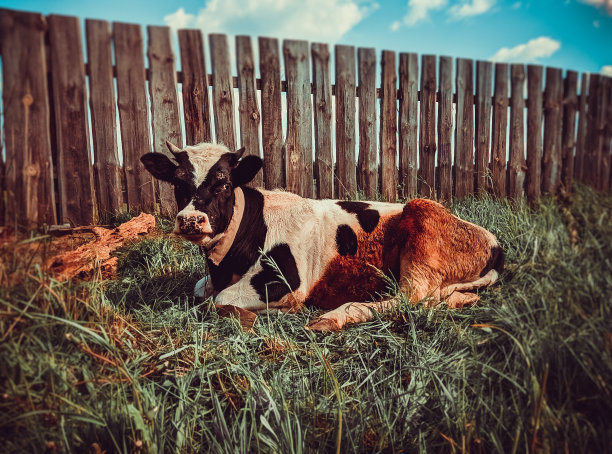 黑色和白色的奶牛躺在绿色的草地上图片下载