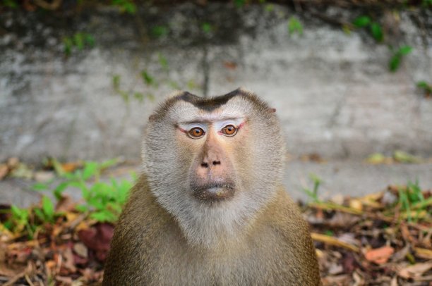 考雅爱北方猪尾猕猴图片下载