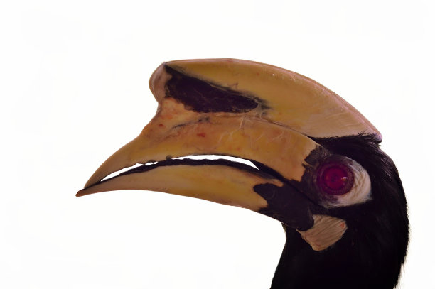 大白犀鸟特写简介图片下载